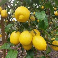 لیمو ترش سنگی و محلی