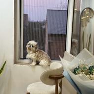 پت خانگی از نژاد شیتزو واگزاری