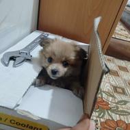 واگذاری پامر خرسی4ماهه