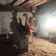 جوجه محلی پنج عدد