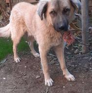 واگذری یک عدد سگ سراب میکس نر