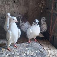 تعدادی‌ کبوتر