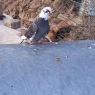 کبوتر پروازی