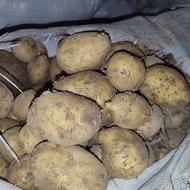 سیب زمینی جلی وسانتا