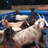 گوسفند بز بابزغاله بزها دوباره ابستن سنگین