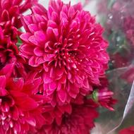 گل داوودی و کرزنتیا