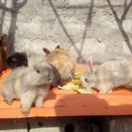 فروش ویژه بچه خرگوش وخوکچه