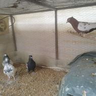 تعویض چهار کبوتر تعویض با یک جفت جمع تهرانی سفید