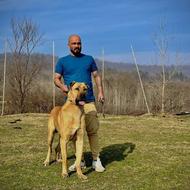 واگزاری سگ خرسانی