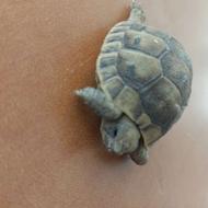 لاکپشت کوچک