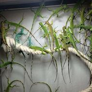 ایگوانا سبز .