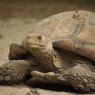 تعدادی لاکپشت آسیایی مولد جفتی 1200