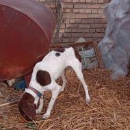 واگذاری سگ شکاری عالی