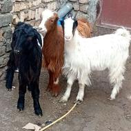 خریدار بزغاله شیرخوارتا 1ماهه تسویه نقدی