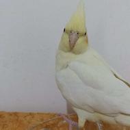 عروس هلندی ماده لوتینو