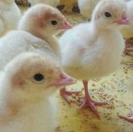 جوجه بوقلمون کویران جوجه