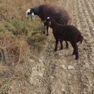 گوسفند جوان بابره