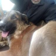 واگذاری سگ شیانلو اهلی وباهوش