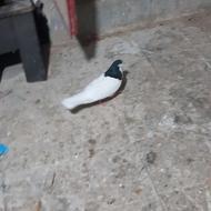 سار سبز نر خال تهرانی ماده