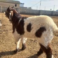 یک راس بزغاله نر