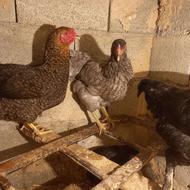 3عدد مرغ و یک خروس