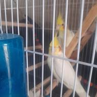 طوطی عروس هلندی