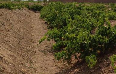 باغ انگور 5ساله