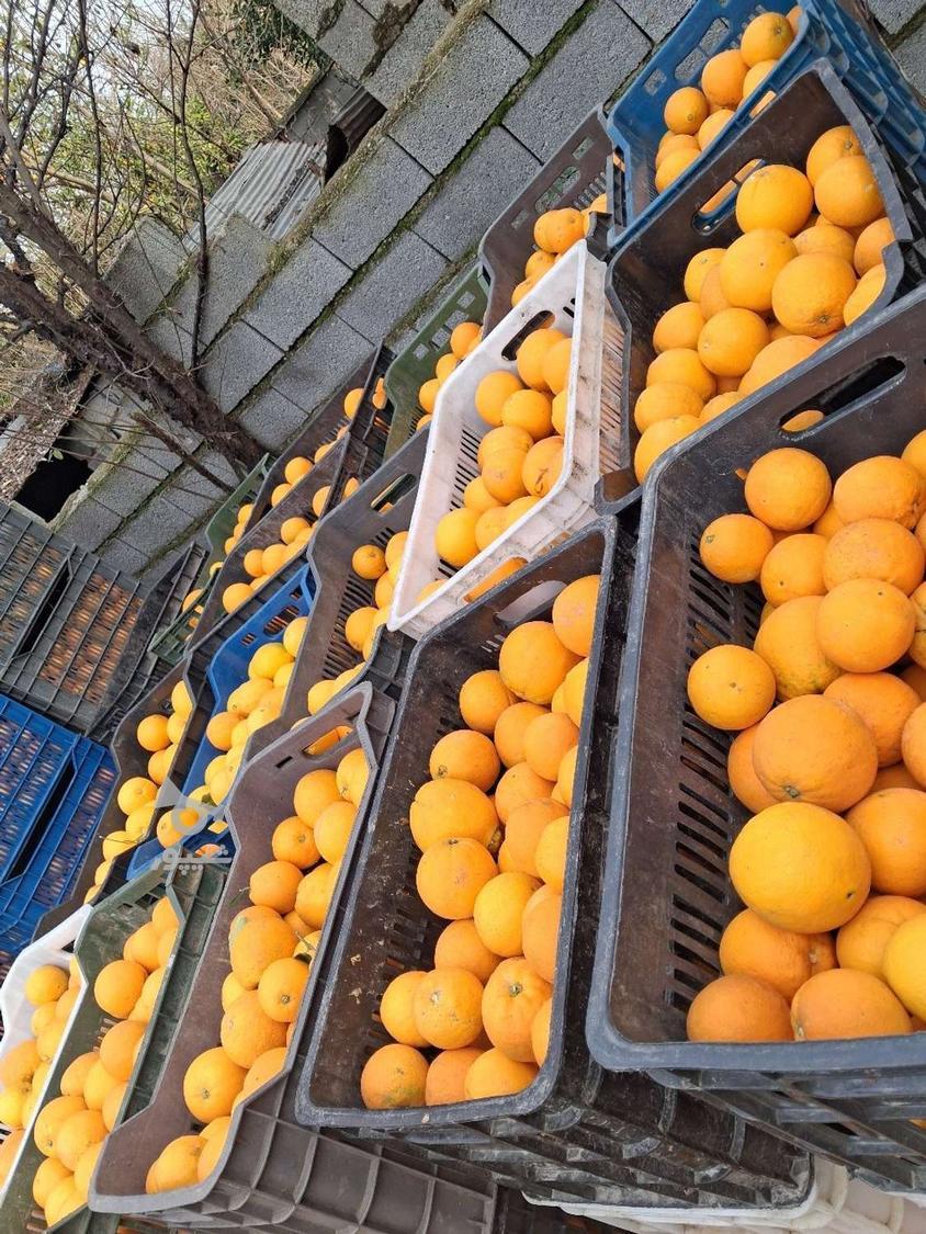 پرتقال تامسون و خونی آبدار