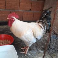 خروس بالغ سالم