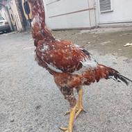 جوجه خروس لاری