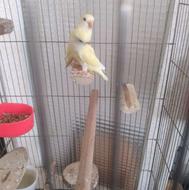 6 عدد کوطولی