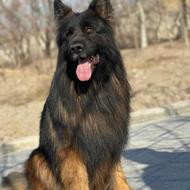 واگذاری توله سگ های ژرمن شپرد شولاین اصیل و تپل