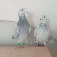 نر ماده پلاکی اتم هم هوایی هم زمینی