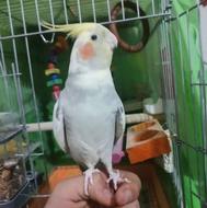 عروس هلندی رام و سخنگو همراه با قفس