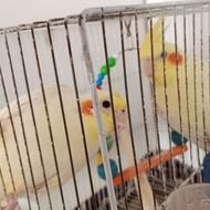 دو عدد عروس هلندی سالم لوتینو ماده