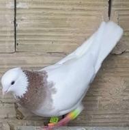 کفتر کفتر کاشمر