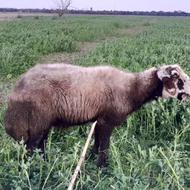 گوسفند نر قوچ