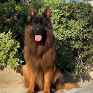 واگذاری سگ های ژرمن شولاین مو کلاسیک رنگ سرخ