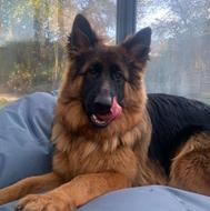 ژرمن شپرد سگ همه پسند نگهبان واگذاری