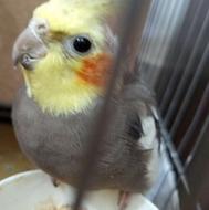 یک جفت عروس هلندی