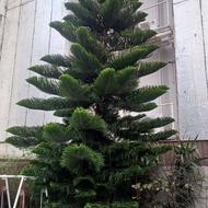 درخت کاج مطبق