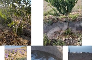 ملک کشاورزی معاوضه با کامیونت یا شریک شدن با تریلی