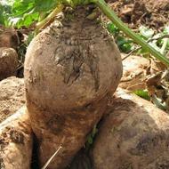 چغندر قند و چغندر دامی