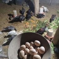 تخم مرغ لاری