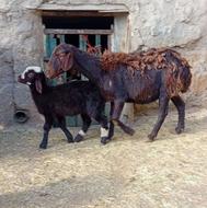 میش و بره افشار