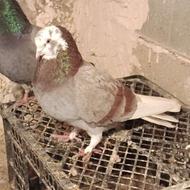 2تاکبوترشازده