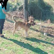 واگذاری توله سرابی نر 12ماهه