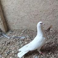 کبوتر جنس عالی