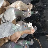 40تا کفتر بوم