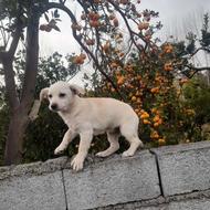 واگذاری سگ شیتزو ماده